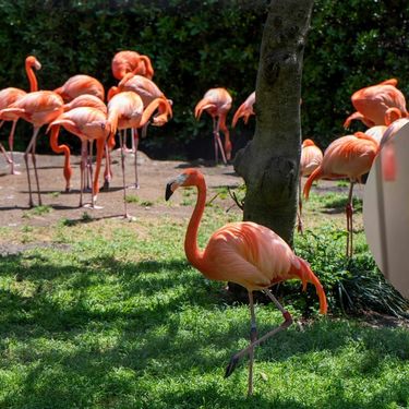 Stanište s plamencima i muškarac koji je jednog ukrao
