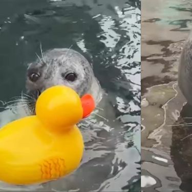 Tuljan Reggae u akvariju kako se igra s patkicom