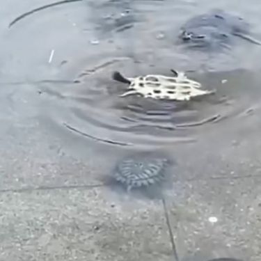 Kornjača na leđima