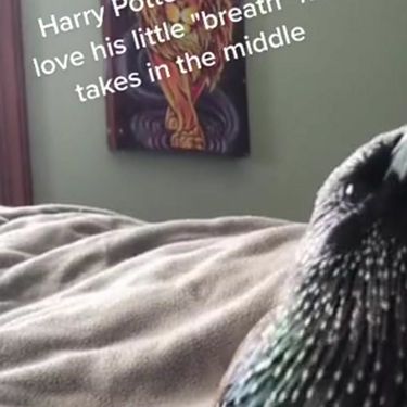 Ptica koja izvodi temu iz filma o Harryju Potteru