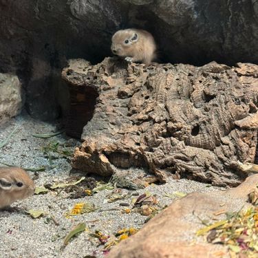 U Zagrebu prvi put na svijet došli dražesni gundiji - 2