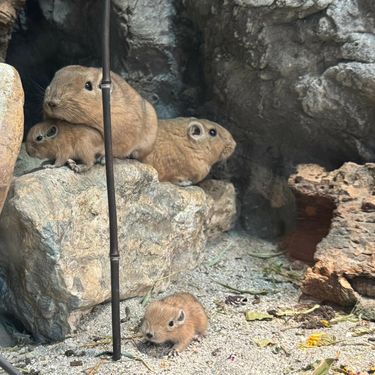 U Zagrebu prvi put na svijet došli dražesni gundiji - 4