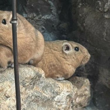 U Zagrebu prvi put na svijet došli dražesni gundiji