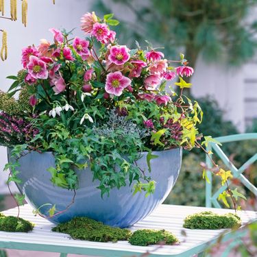 Kukurijek neki nazivaju i korizmenom ružom - 3