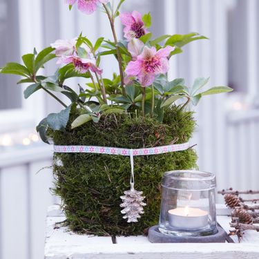 Kukurijek neki nazivaju i korizmenom ružom - 4