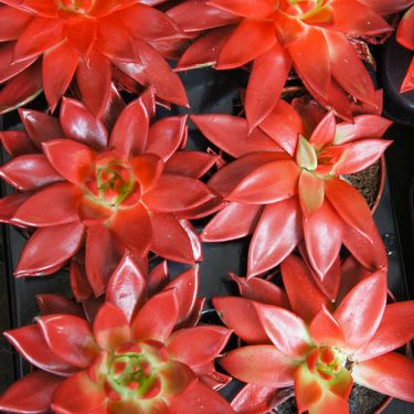 Ovan - crvena Echeveria Agavoides