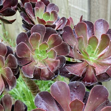 Bik - Aeonium Arboreum