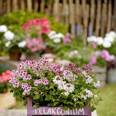 Pelargonija