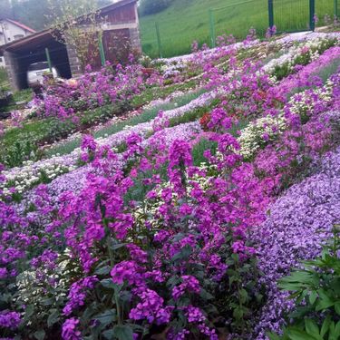 Dvorište Mubere Tabak iz BiH prepuno je ljubičastog cvijeća - 1