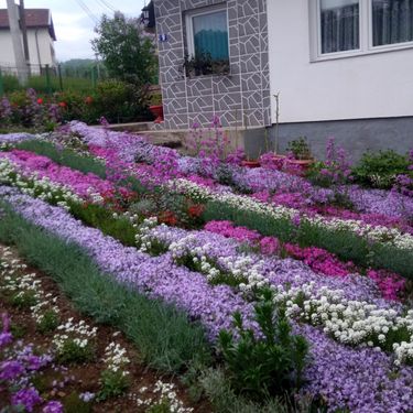 Dvorište Mubere Tabak iz BiH prepuno je ljubičastog cvijeća - 3