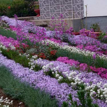 Dvorište Mubere Tabak iz BiH prepuno je ljubičastog cvijeća - 10