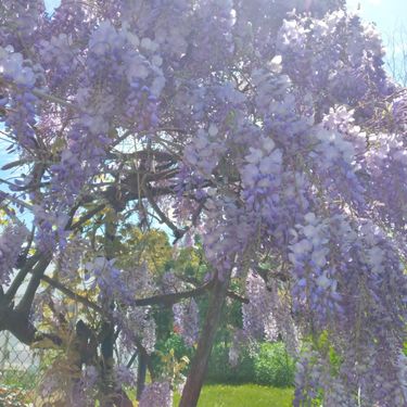 Glicinija iz Virovitice