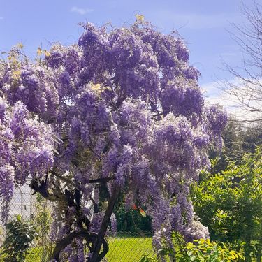 Mirisna glicinija iz Virovitice
