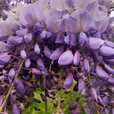 Mirisna glicinija iz Virovitice