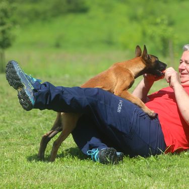 Mladi belgijski ovčar Zorro novi je potražni pas HGSS stanice Ogulin - 5