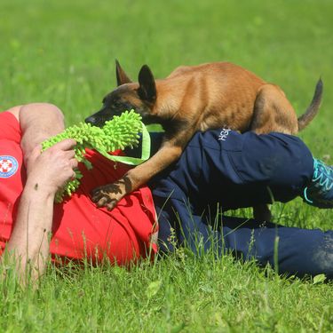 Mladi belgijski ovčar Zorro novi je potražni pas HGSS stanice Ogulin - 10