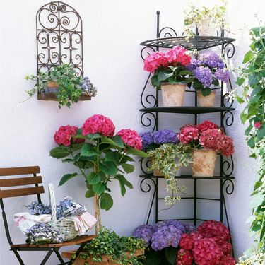 Hortenzije na balkonu