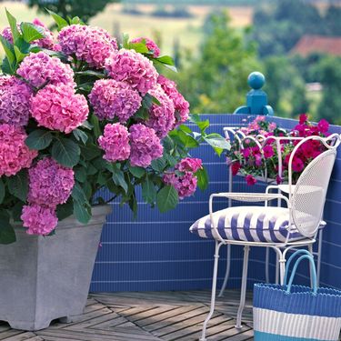 Hortenzije na balkonu