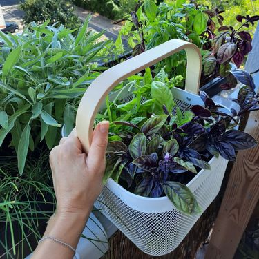 Ivana Marketin iz Zagreba na svom majušnom balkonu uzgaja razno začinsko bilje - 4