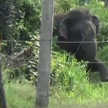 Slon protiv ograde