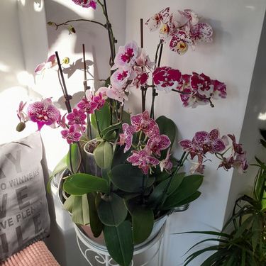 Barbara Martinić iz Donje Stubice uzgaja orhideje - 7