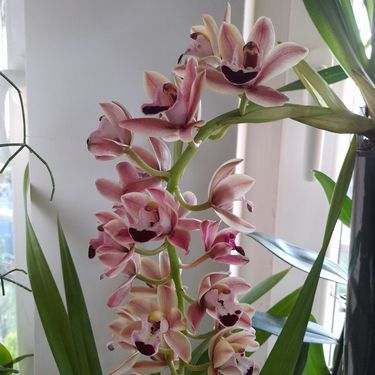 Barbara Martinić iz Donje Stubice uzgaja orhideje - 13