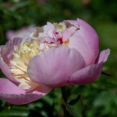 Dvobojni Philomele ističe se divnim mirisom