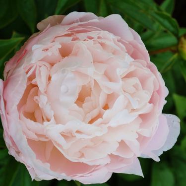 Nježnoružičasti božur Moonstone ima snažan i ugodan miris