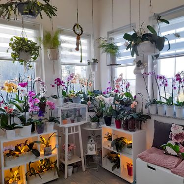 Barbara Martinić iz Donje Stubice uzgaja orhideje