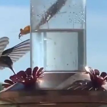 Kolibrić i bogomoljka