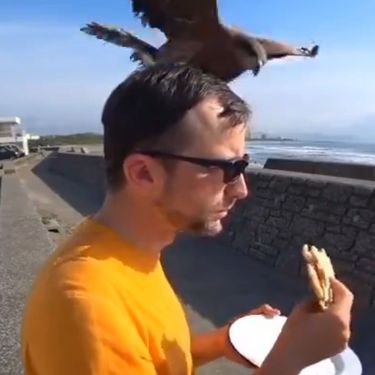 Ptica krade sendvič