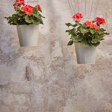 Pelargonije izgledaju fantastično i u visećim košarama ili posudama, naročito onima iz kućne radinosti