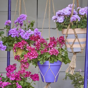 Stalak za viseće makrame košare s pelargonijama