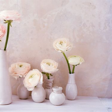 Ranunkula kao predivan ukras doma