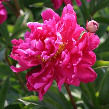 Božur Karl Rosenfield