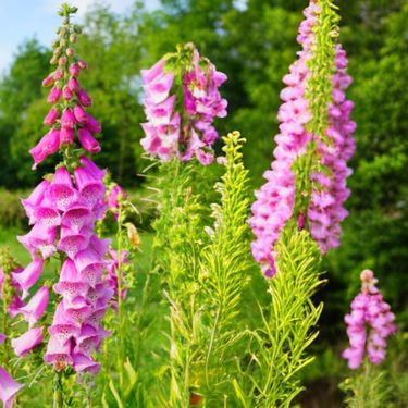 Naprstak (Digitalis)