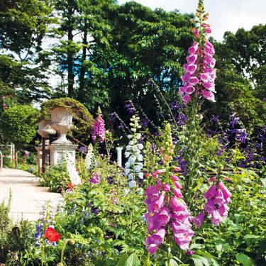 Naprstak (Digitalis)