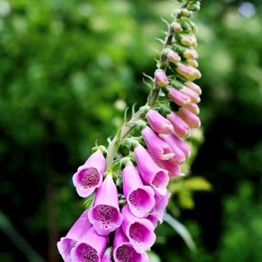 Naprstak (Digitalis)