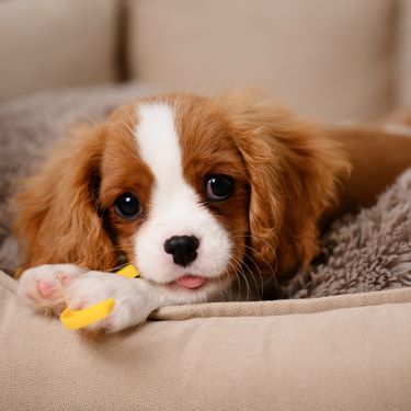Cavalier King Charles španijel