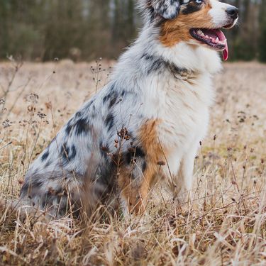 Australski ovčar s merle krznom