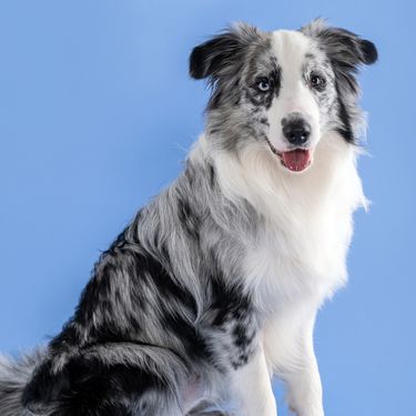 Border collie s merle krznom