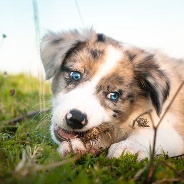Štene Border collija s merle krznom