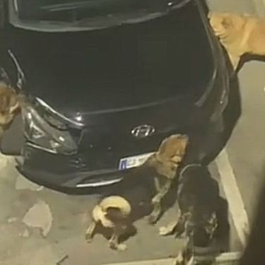 Psi komadaju auto