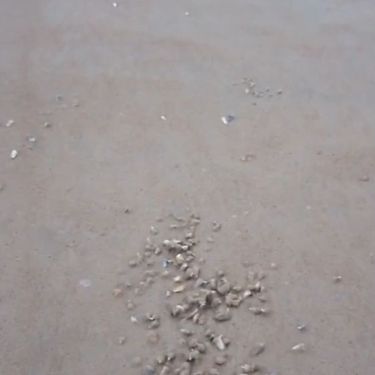 Školjke na plaži