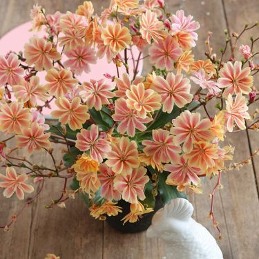 Cvijet Lewisia