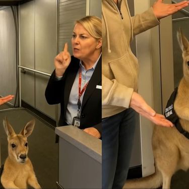 Klokan s kartom u ruci kako čeka ukrcaj na let