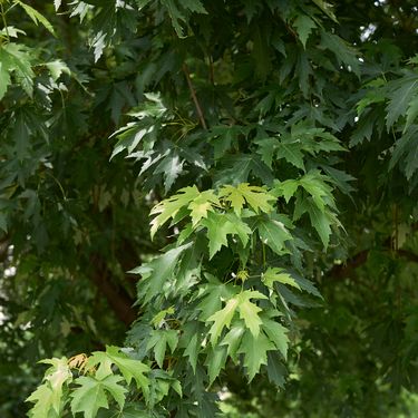 Srebrni javor (Acer saccharinum)
