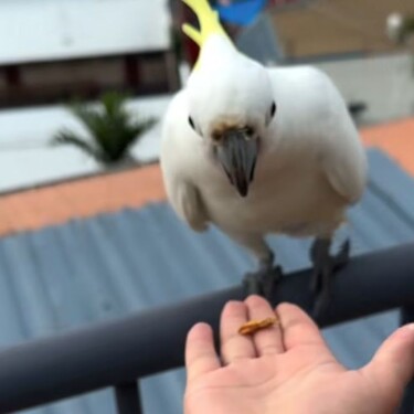 Papiga na balkonu
