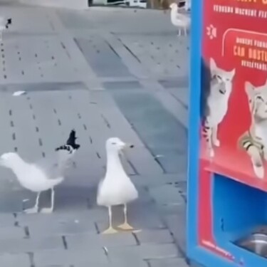 Galeb koji mjauče pored javne hranilice
