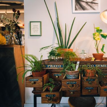 Bilje i slike zaštitni su znak Botaničara